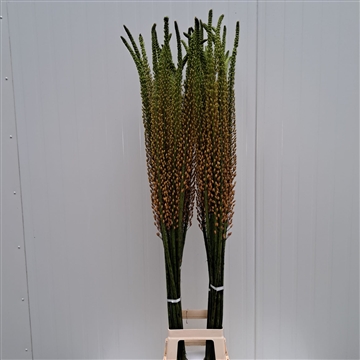 Eremurus Rumba 150