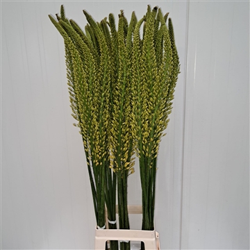Eremurus Tapdance110