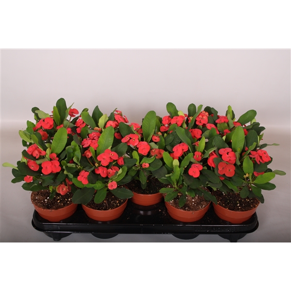 Euphorbia Milii Vulcanus 114 FloraXchange