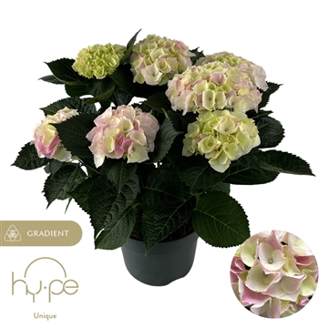 Hydrangea Hi Diamond Pink 7+ | Hy-pe Unique