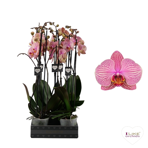 Juppetir Produit Phalaenopsis Jupiter | Phalaenopsis Plant | Phalaenopsis | All | Tous ...