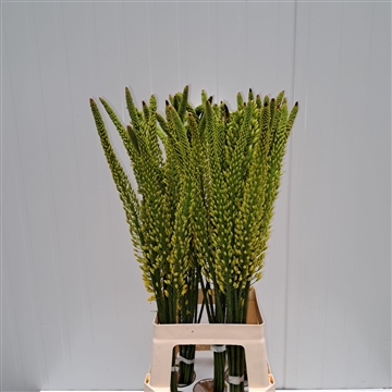 Eremurus Tapdance 80