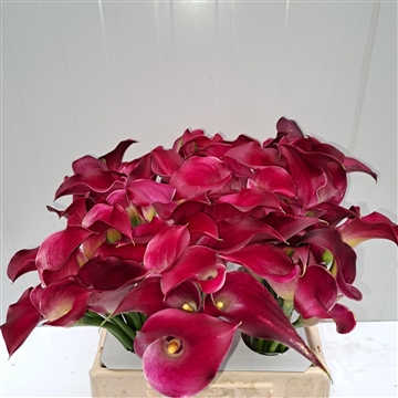 Zantedeschia Shiny Art 40