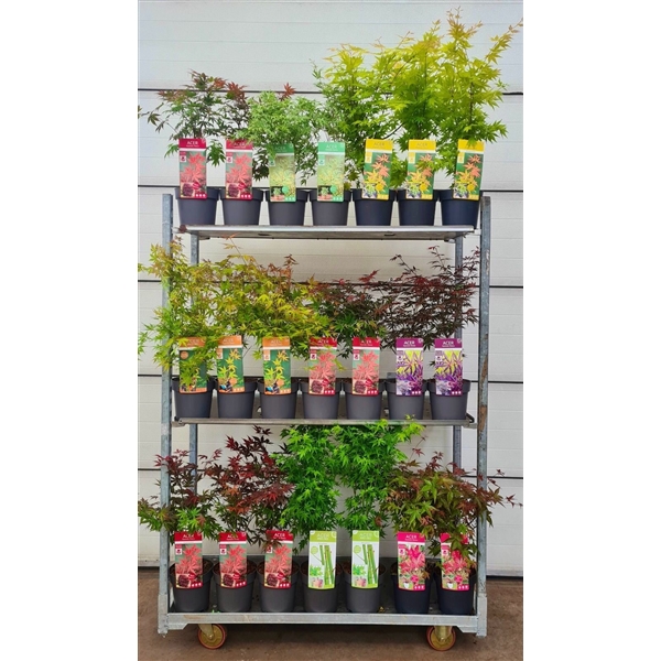 Acer Palm. Diverse Mix Volle Cc