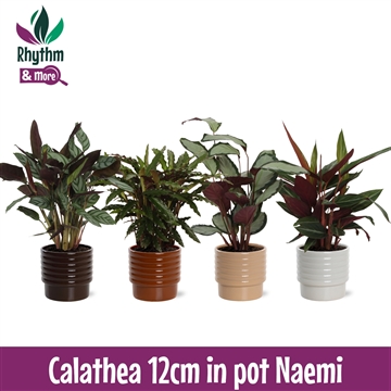 Calathea mix in Naemi Dark keramiek Rhythm &amp; More