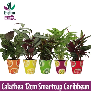 Calathea Mix in Carribean Smartcup Rhythm &amp; More