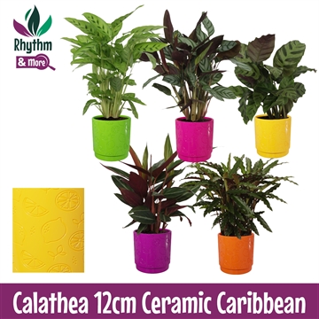 Calathea mix in Carribean keramiek Rhythm &amp; More