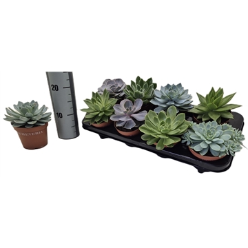 Echeveria Mix