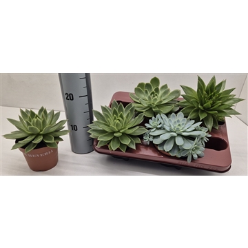 Echeveria Mix