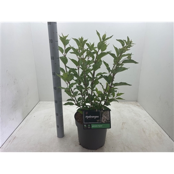 Hydrangea paniculata &#39;Kyushu&#39; C7,5