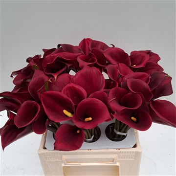 Zantedeschia Captain Morgan 40