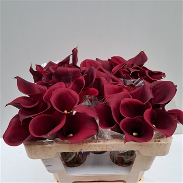 Zantedeschia Captain Morgan 50
