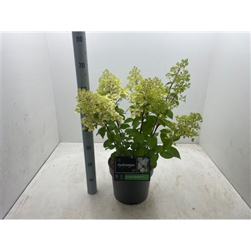 Hydrangea paniculata ‘Diamantino’ C7,5