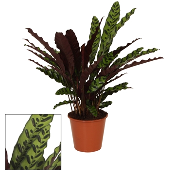 Calathea 17cm Insigne (Lancifolia)
