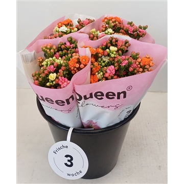 Kalanchoe 5 stelen Rainbow mix