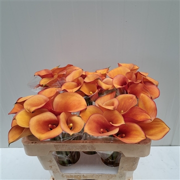 Zantedeschia Solero Art 50