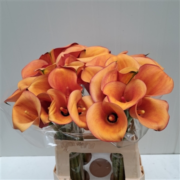 Zantedeschia Solero Art 60