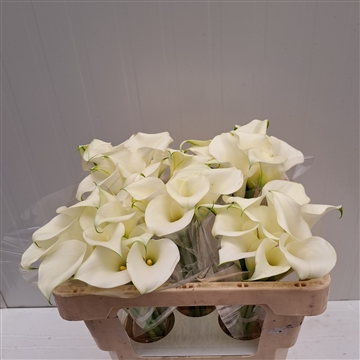 Zantedeschia White Art 50