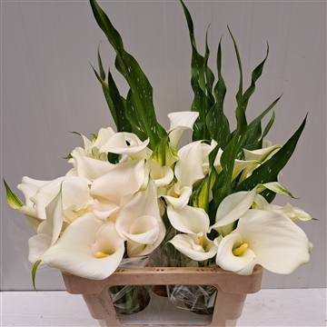Zantedeschia white Art520