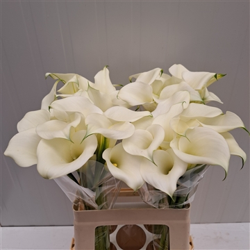 Zantedeschia White Art60