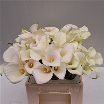 Zantedeschia White Art40