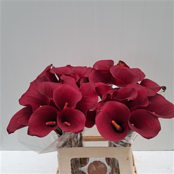 Zantedeschia Captain Morgan 60