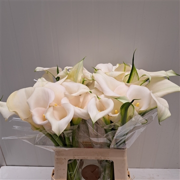 Zantedeschia Ivory Art 620