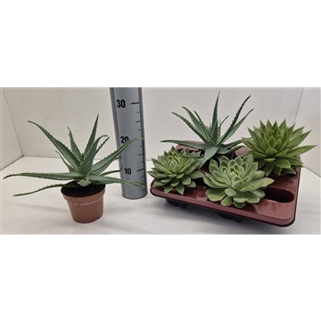 Succulenten 4 soorten mix