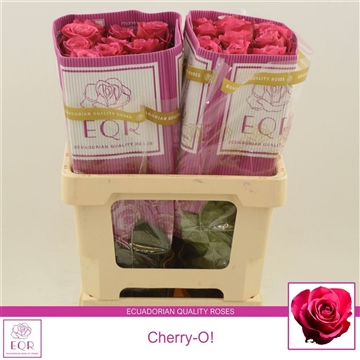 Rosa gr Cherry-O!