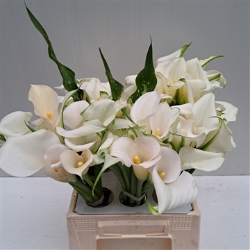 Zantedeschia White Art 420