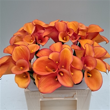 Zantedeschia Solero Art 40