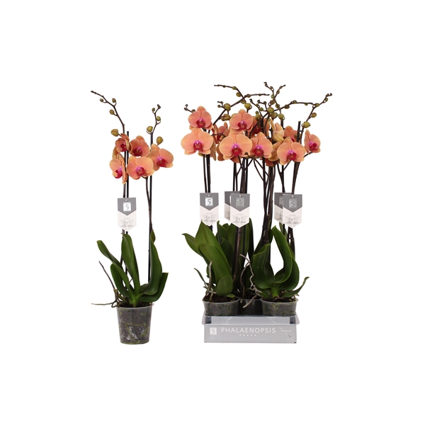 Phal Caribbean Dream 2 Tak črepník 12 cm