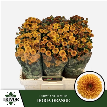 Chr S Doria Orange
