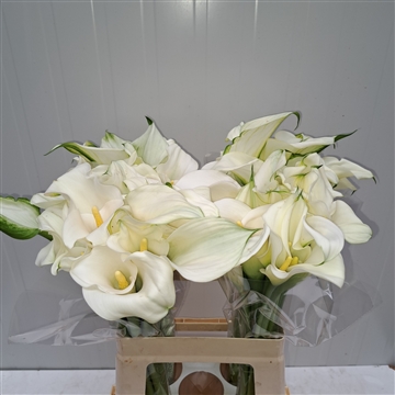 Zantedeschia White Art 620