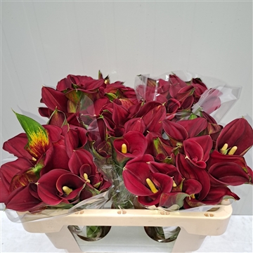 Zantedeschia Captain Morgan 420