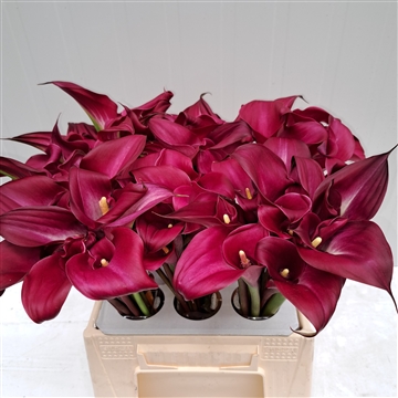 Zantedeschia Sumatra 420