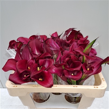 Zantedeschia sumatra 520