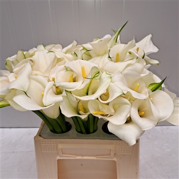 Zantedeschia Ivory Art 420