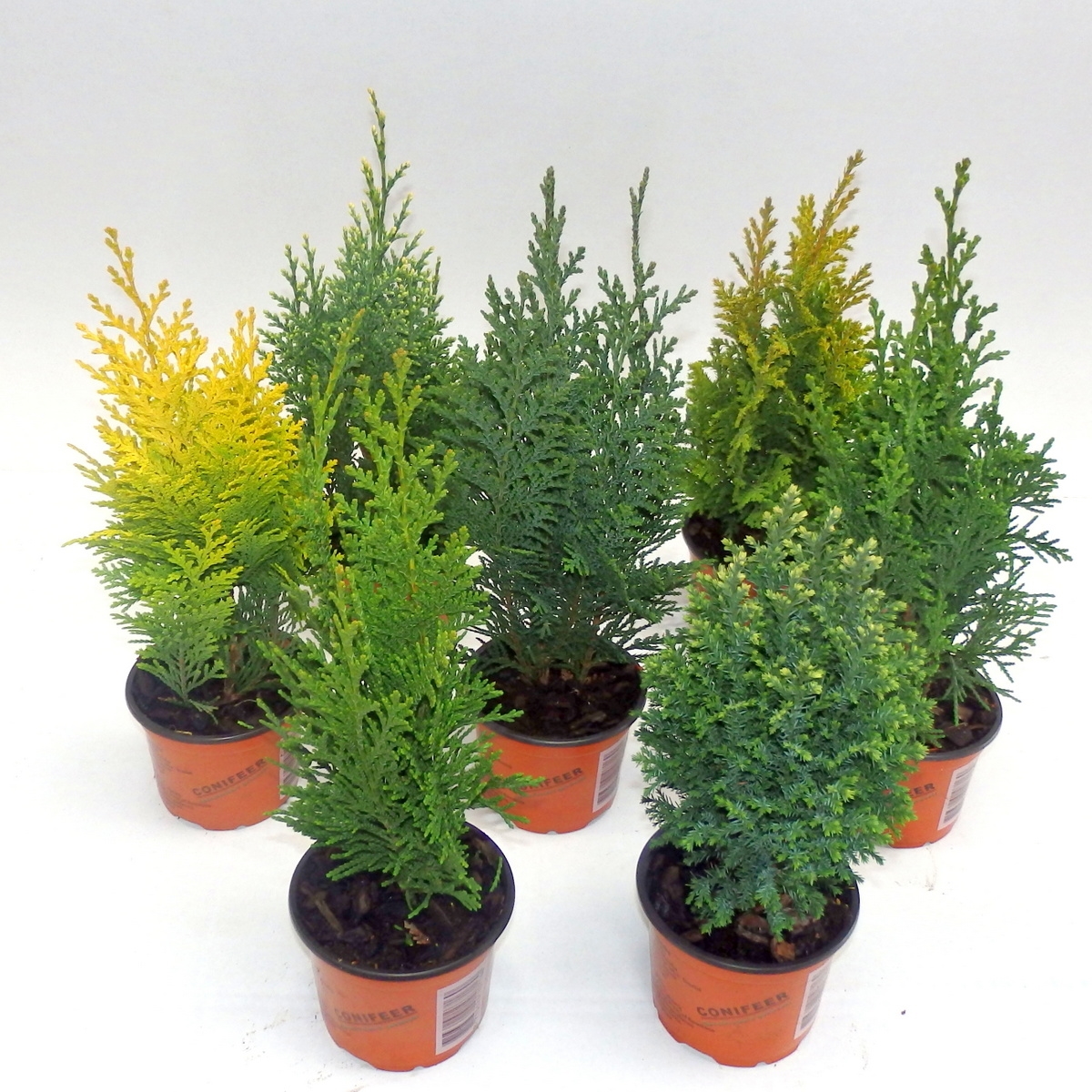 Coniferen mix opgaande soorten (7188-9-24) - FloraXchange