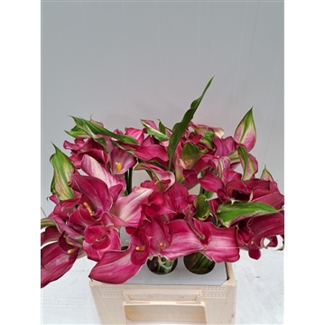 Zantedeschia Shiny Art 420