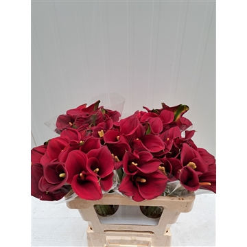 Zantedeschia Captain Morgan 520