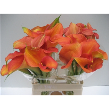 Zantedeschia Solero Art 620