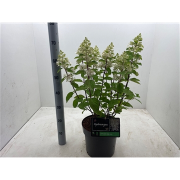 Hrangea paniculata ‘Baby Lace’ C7,5