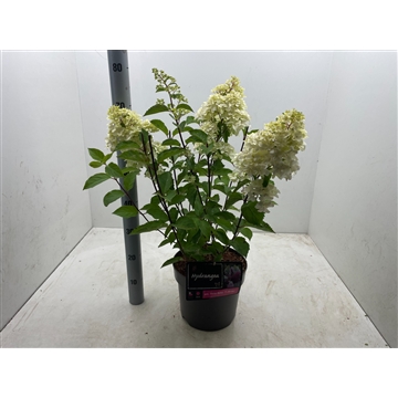 Hydrangea paniculata &#39;Fraise Melba&#39; 27cm