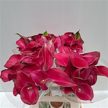 Zantedeschia Shiny Art 620
