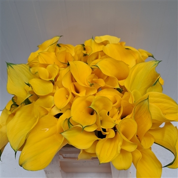 Zantedeschia Gold Medal 420