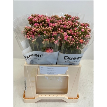 Kalanchoe Shocking Pink meadow