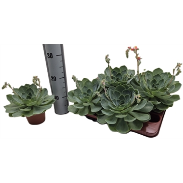Echeveria Peacocky met Bloem