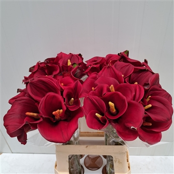 Zantedeschia Captain Morgan 620