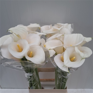 Zantedeschia White Art 70